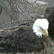 Illustration for article titled Drop everything — the Bald Eagle Cam is back!